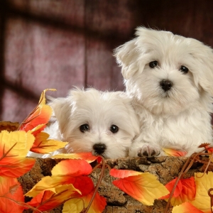 �����ؔ��8.11���u��(sh��)��(j��)֮ǰ ���y��Ȼ����������